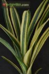 Aechmea nudicaulis 